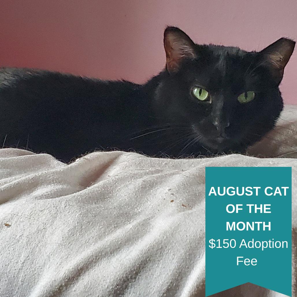 Mamma Midnight, a Adoptable Domestic Short Hair in Inver Grove Heights, MN image 2/6