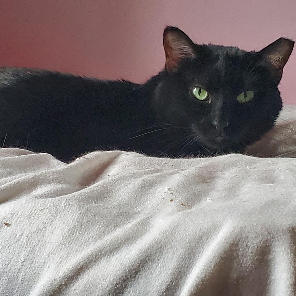 Enlarge Mamma Midnight, a Adoptable Domestic Short Hair in Inver Grove Heights, MN image 2/5