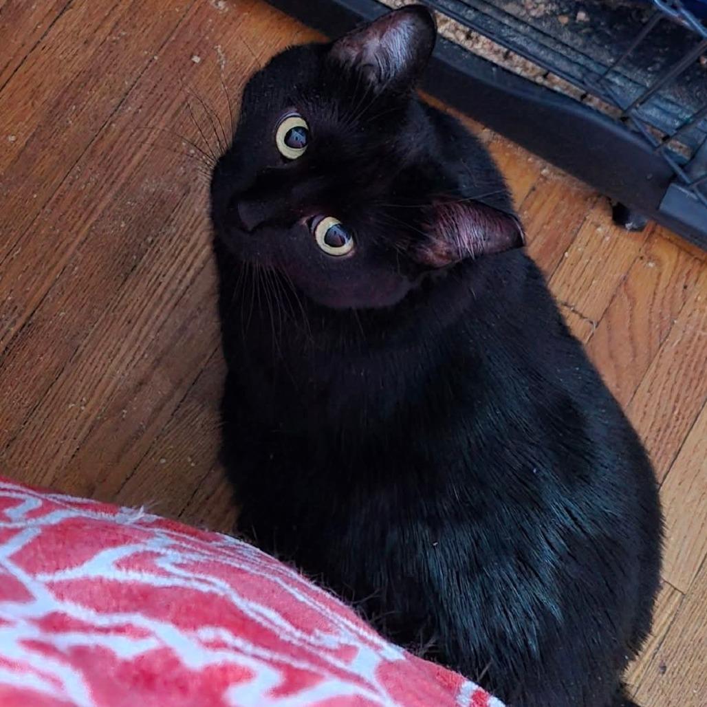 Enlarge Mamma Midnight, a Adoptable Domestic Short Hair in Inver Grove Heights, MN image 4/5