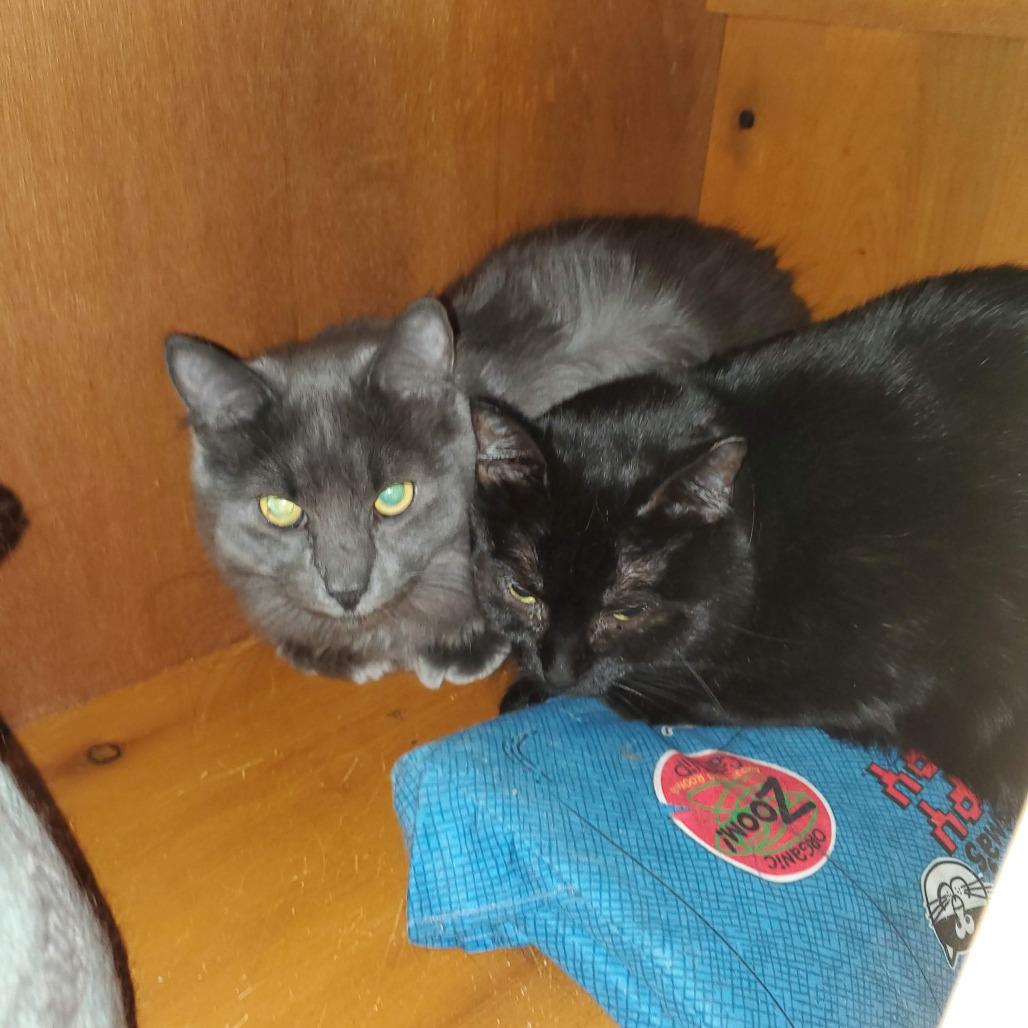 Enlarge Mamma Midnight, a Adoptable Domestic Short Hair in Inver Grove Heights, MN image 5/5