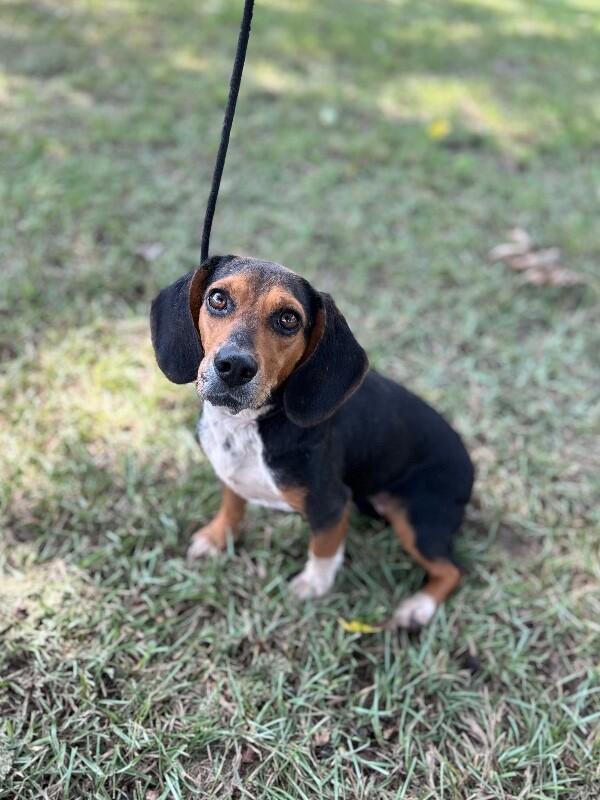 Beetle, Adoptable, Adult Female Beagle.