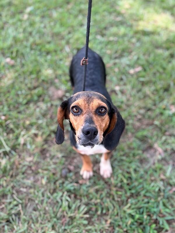 Enlarge Beetle, a Adoptable mixed breed in Berkeley Heights, NJ image 2/6