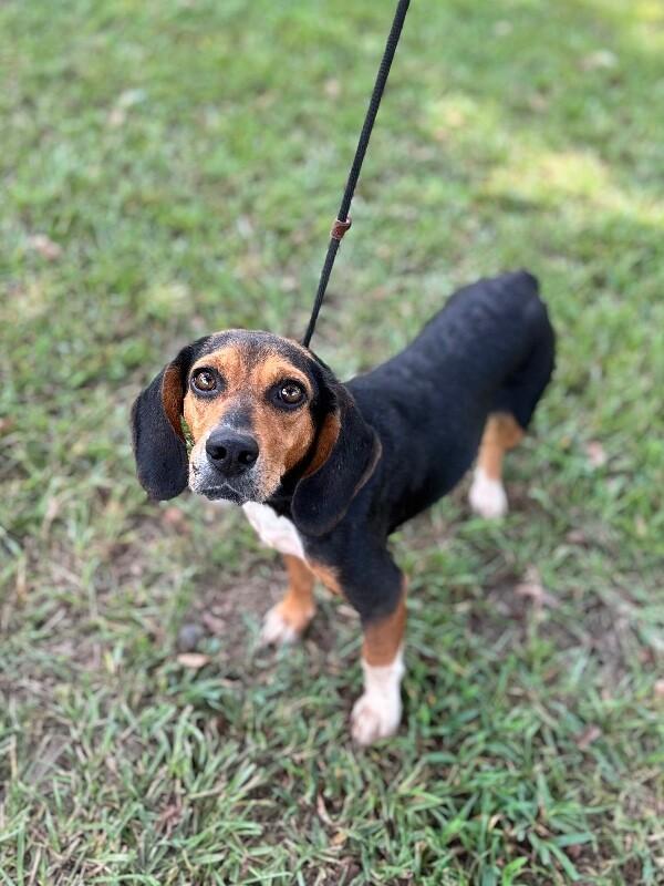 Enlarge Beetle, a Adoptable mixed breed in Berkeley Heights, NJ image 4/6