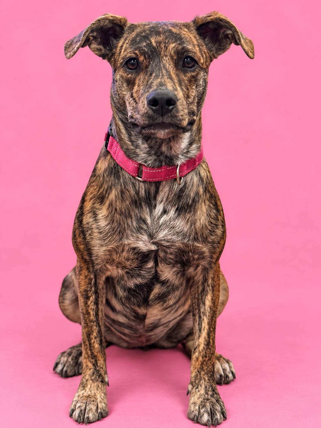 Enlarge Jeanette, a Adoptable mixed breed in Lodi, CA image 2/6