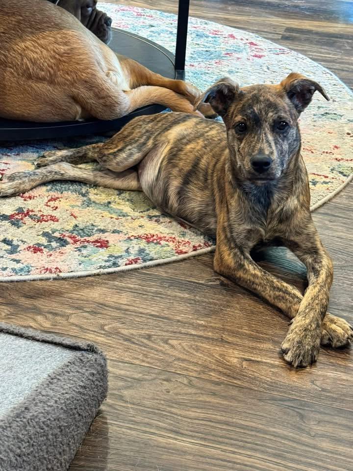 Jeanette, an adoptable mixed breed in Lodi, CA image 4/4