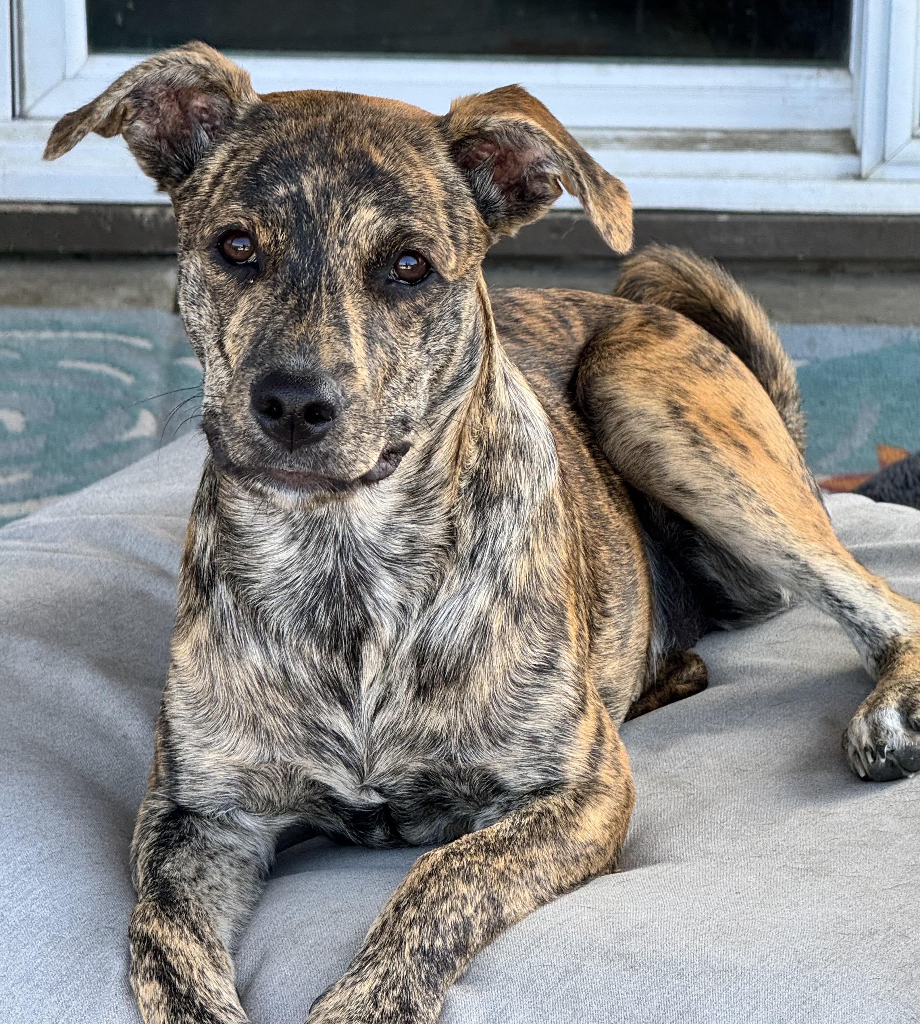 Jeanette, adoptable, Puppy Female American Staffordshire Terrier.