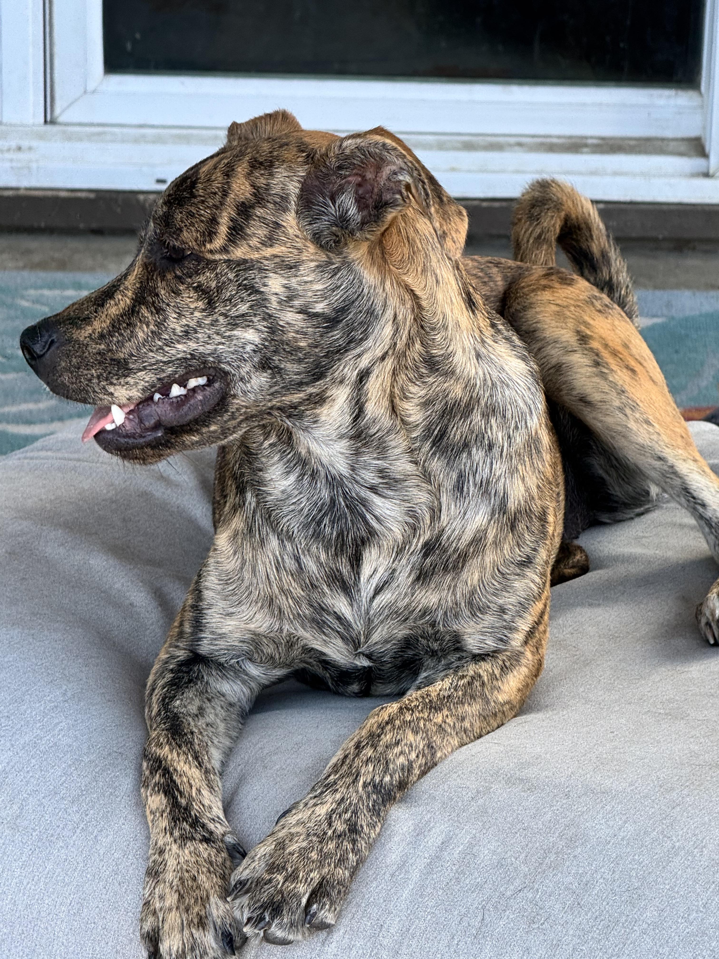 Jeanette, an adoptable mixed breed in Lodi, CA image 4/6