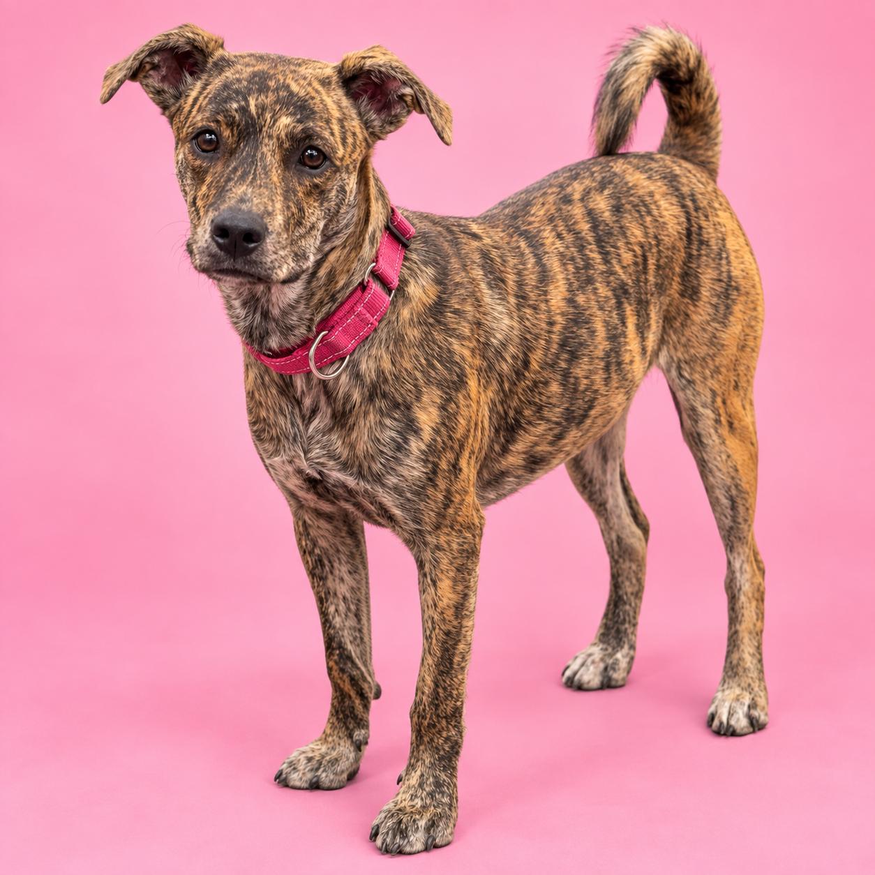 Jeanette, Adoptable, Puppy Female American Staffordshire Terrier.