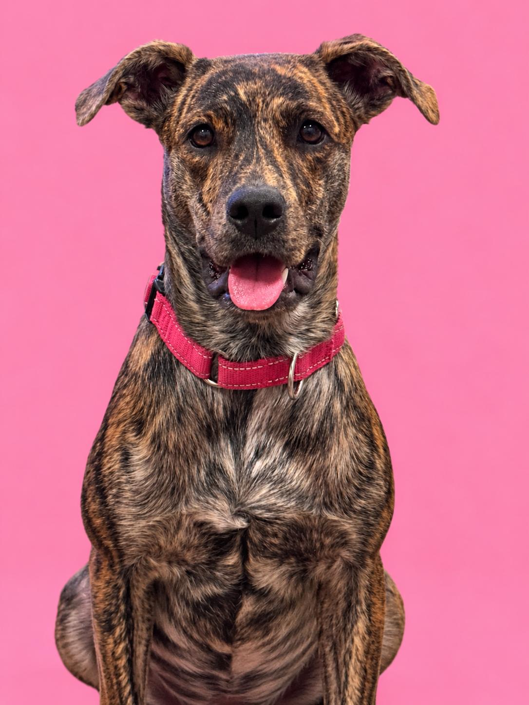 Enlarge Jeanette, a Adoptable mixed breed in Lodi, CA image 3/6