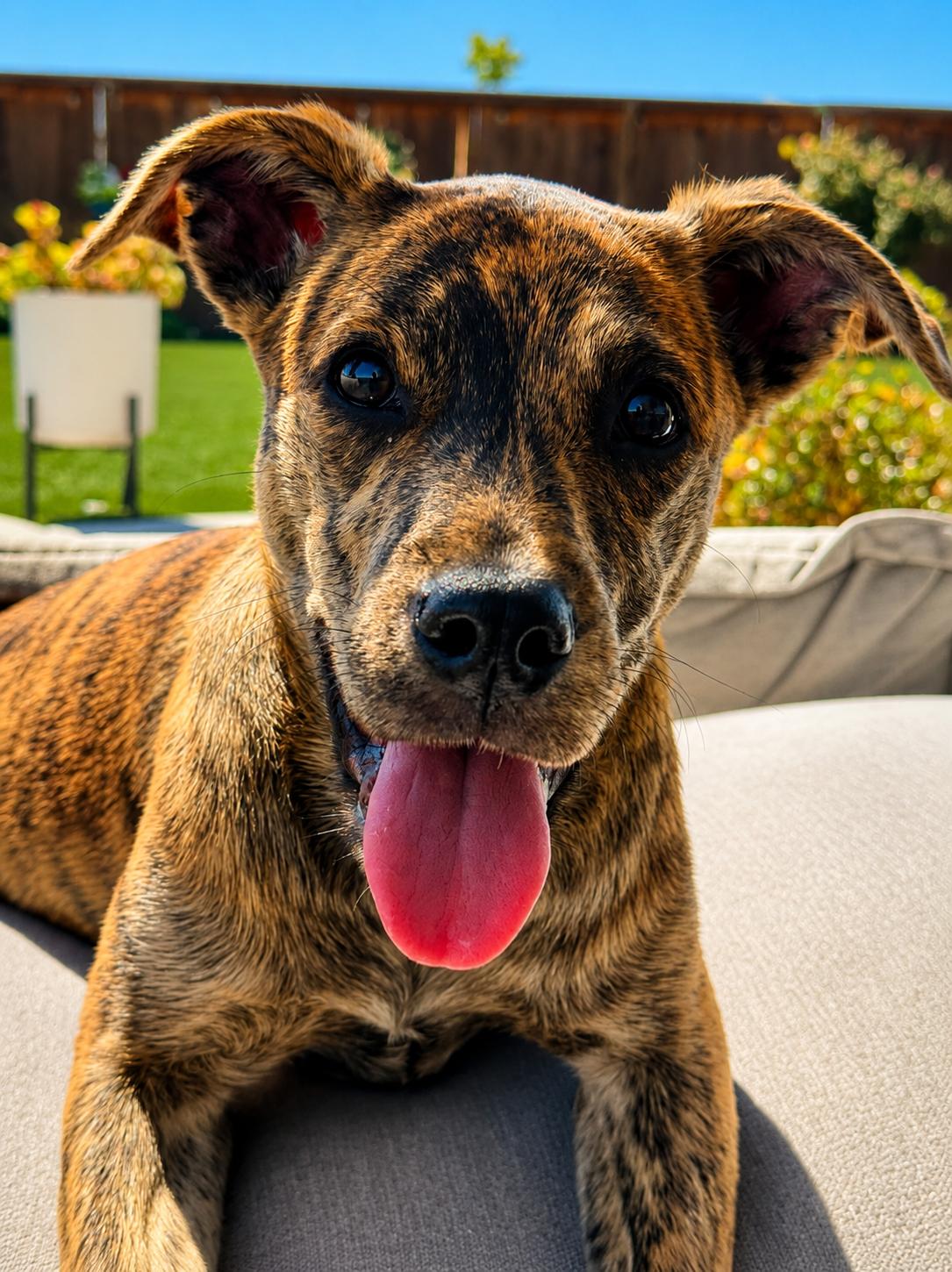 Jeanette, an adoptable mixed breed in Lodi, CA image 3/4