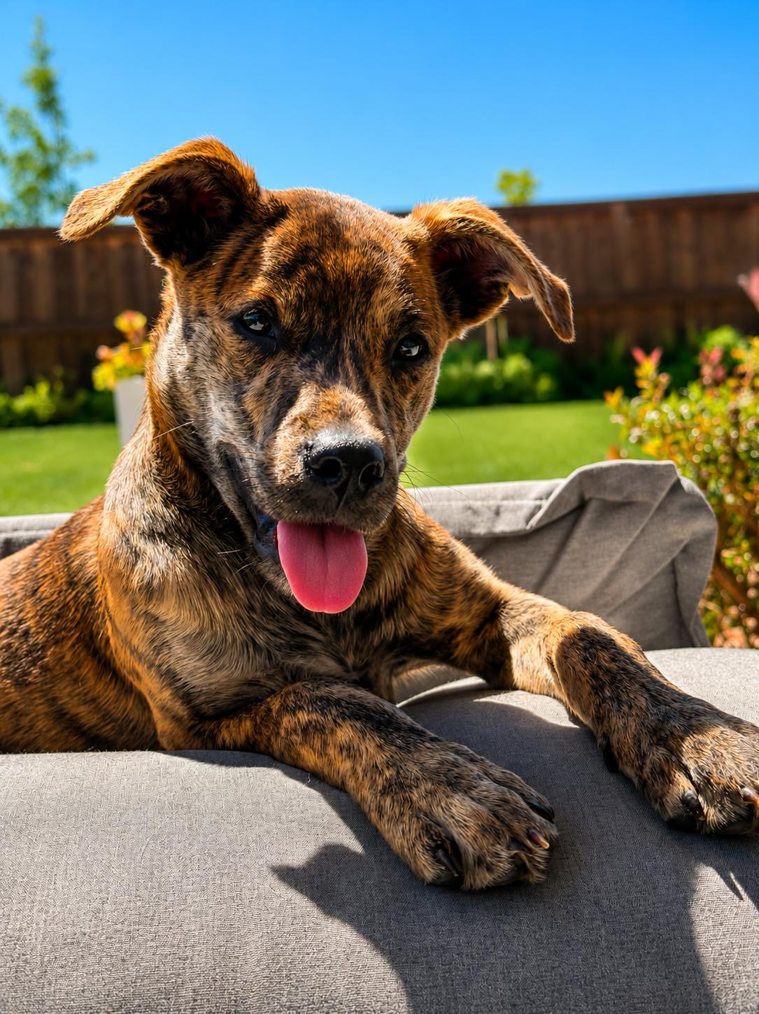 Jeanette, adoptable, Puppy Female American Staffordshire Terrier.