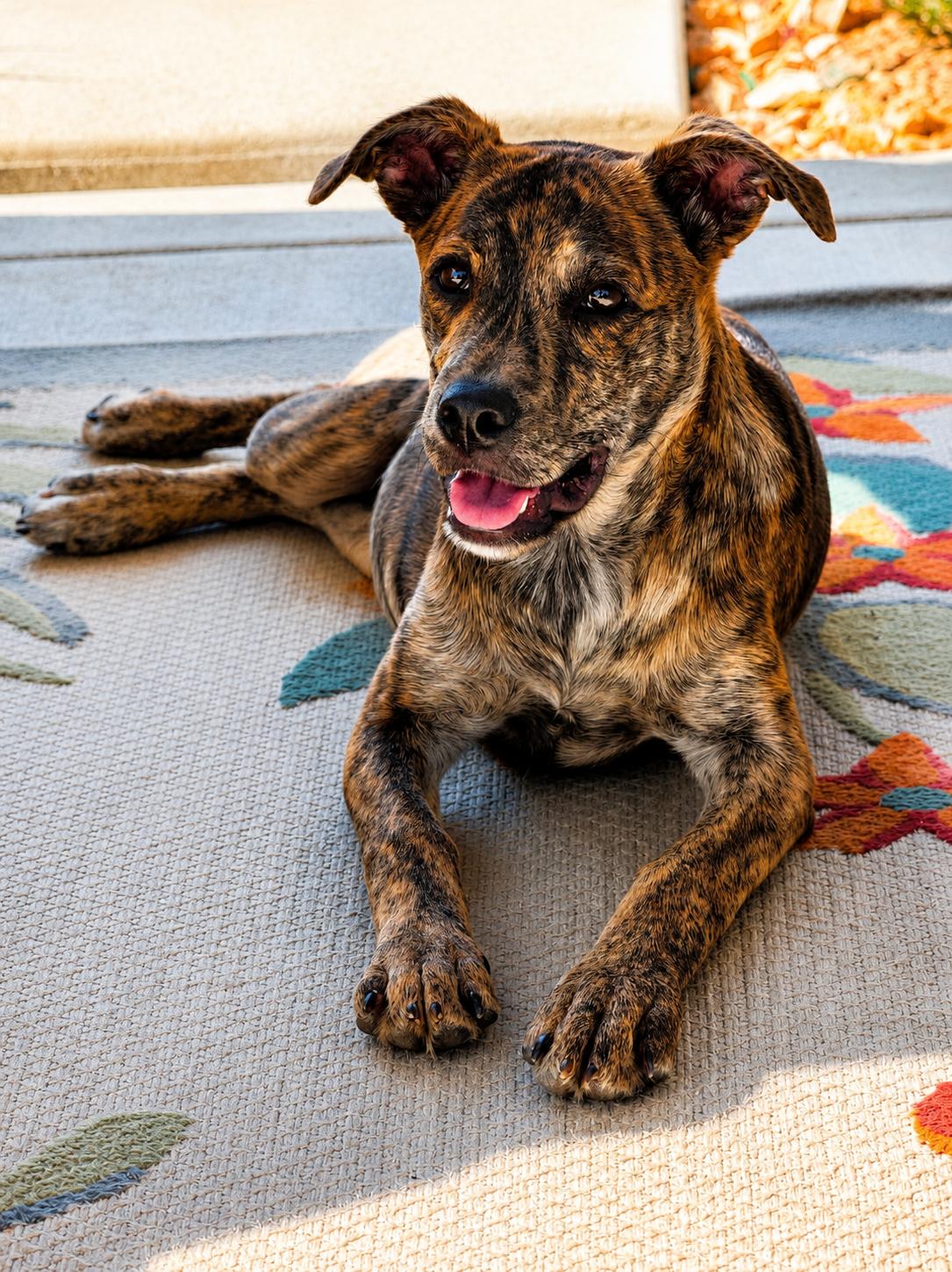 Jeanette, an adoptable mixed breed in Lodi, CA image 2/4