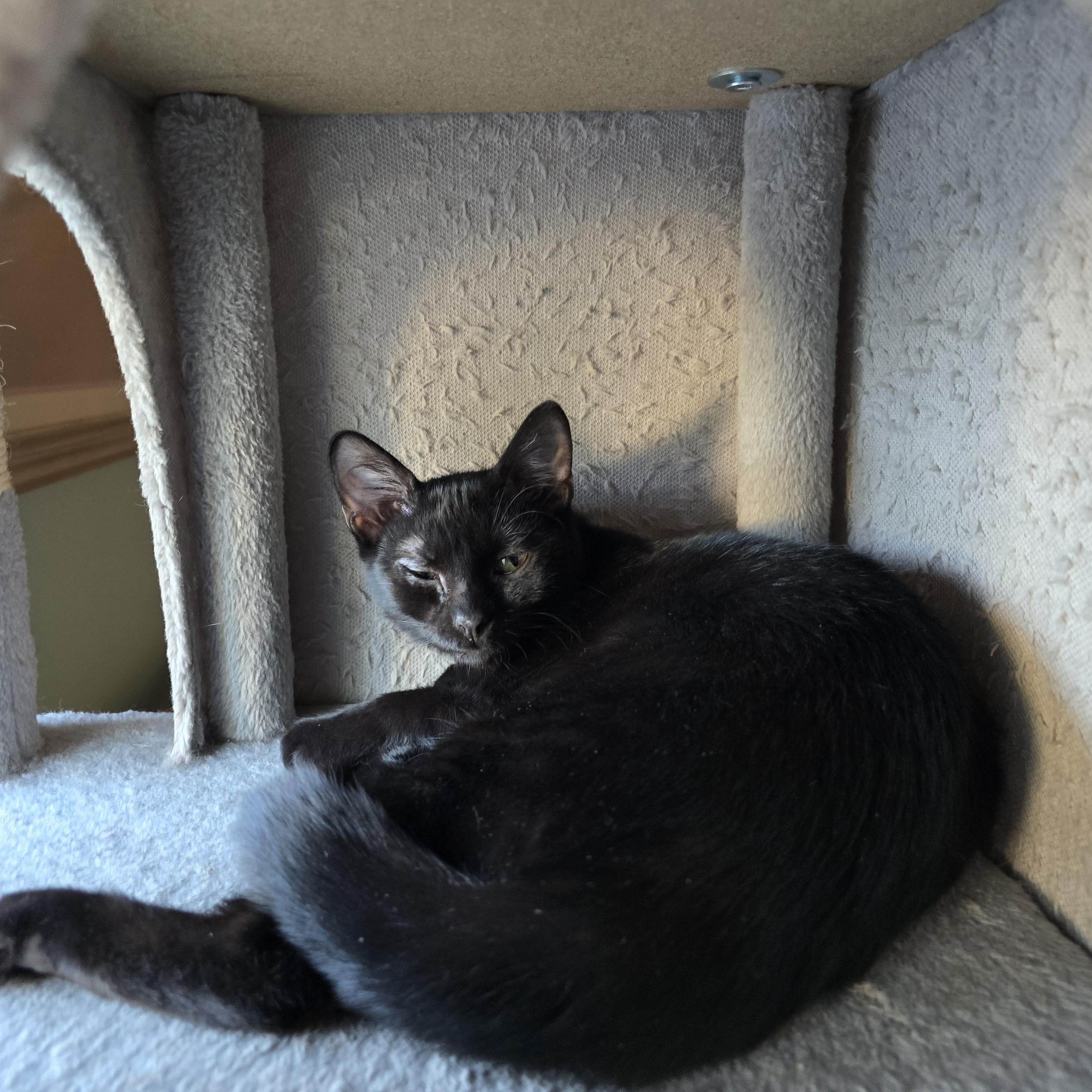 Enlarge Gemma, a Adoptable Domestic Short Hair in Sewaren, NJ image 2/4