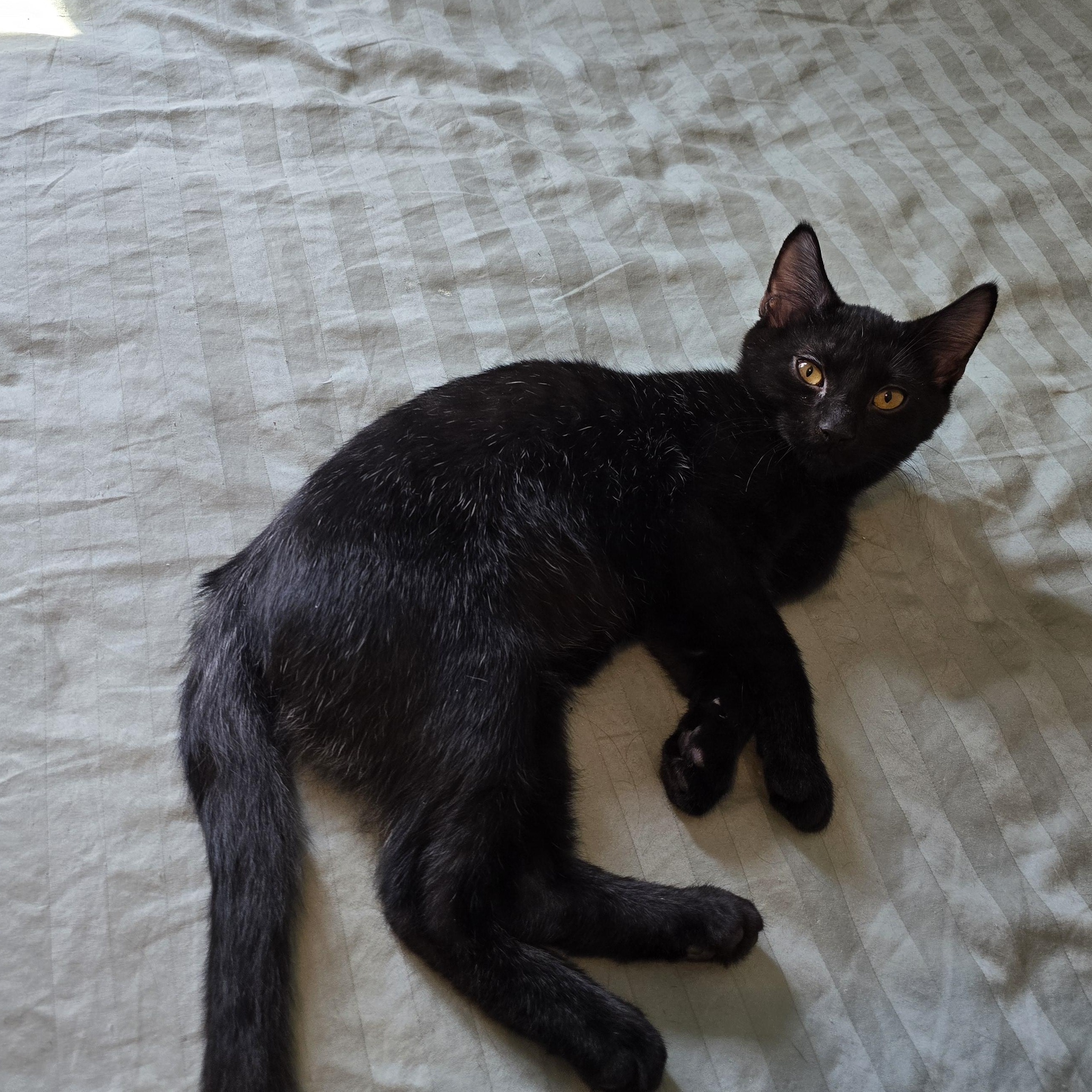 Enlarge Gemma, a Adoptable Domestic Short Hair in Sewaren, NJ image 4/4