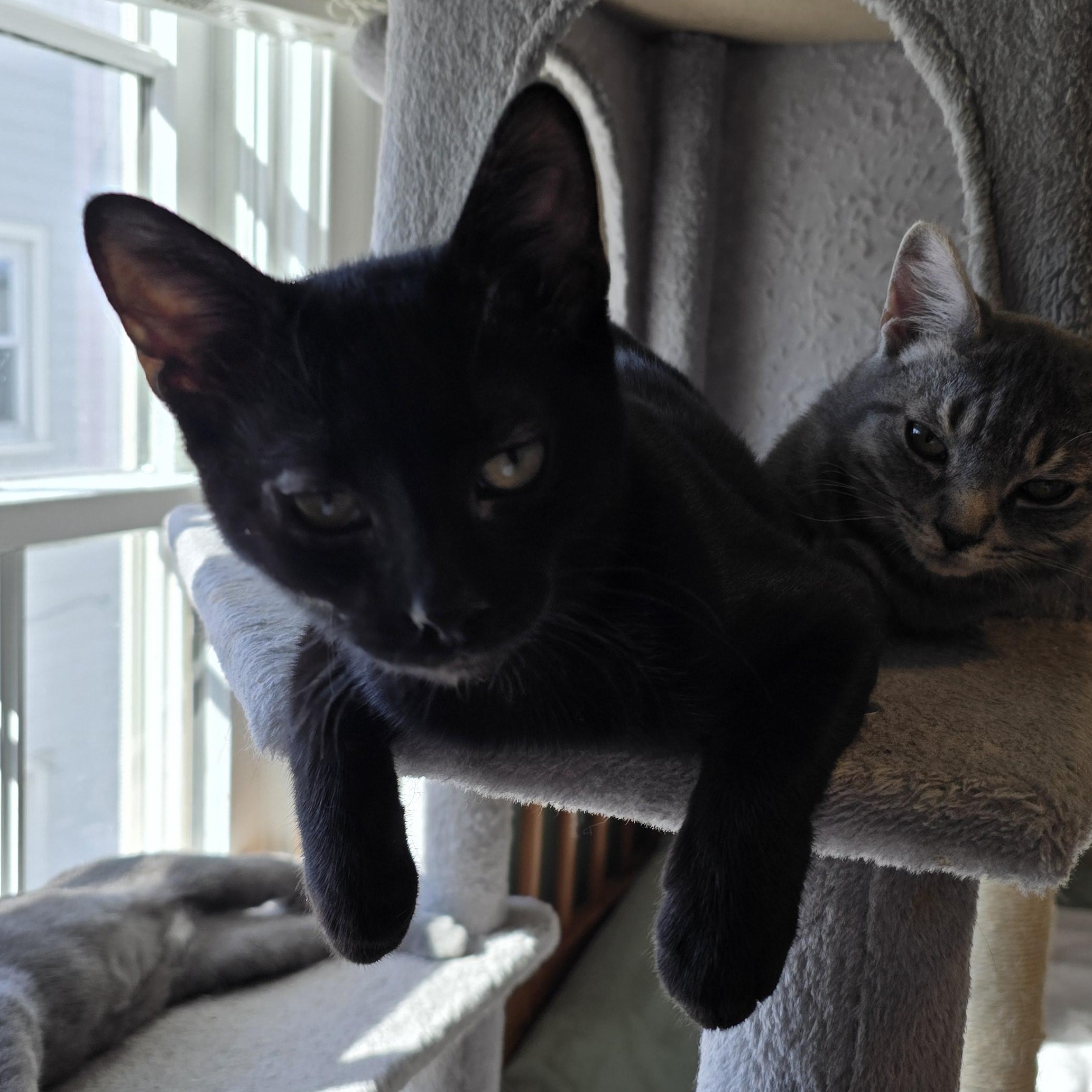 Enlarge Gemma, a Adoptable Domestic Short Hair in Sewaren, NJ image 3/4