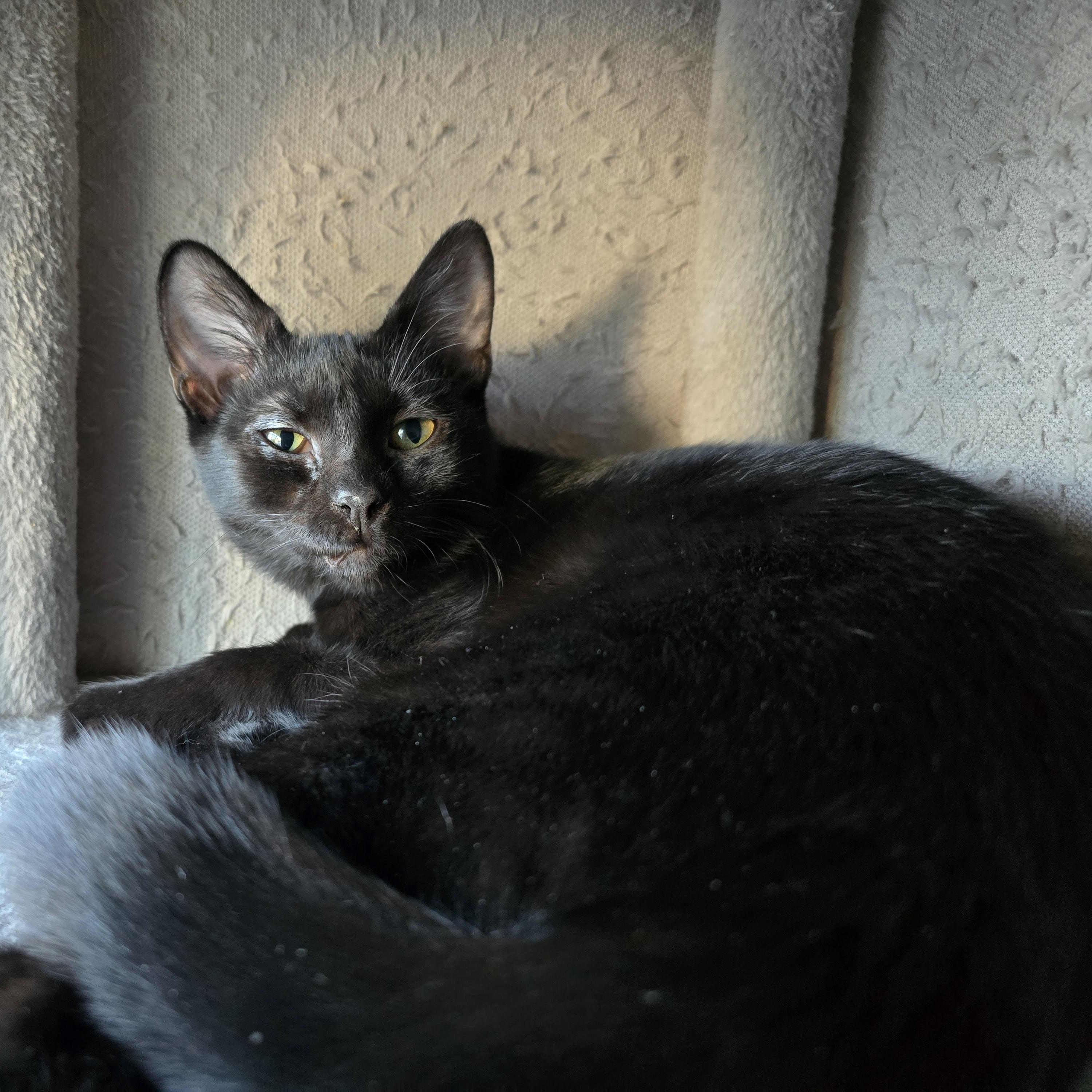 Gemma, Adoptable, Kitten Female Domestic Short Hair.