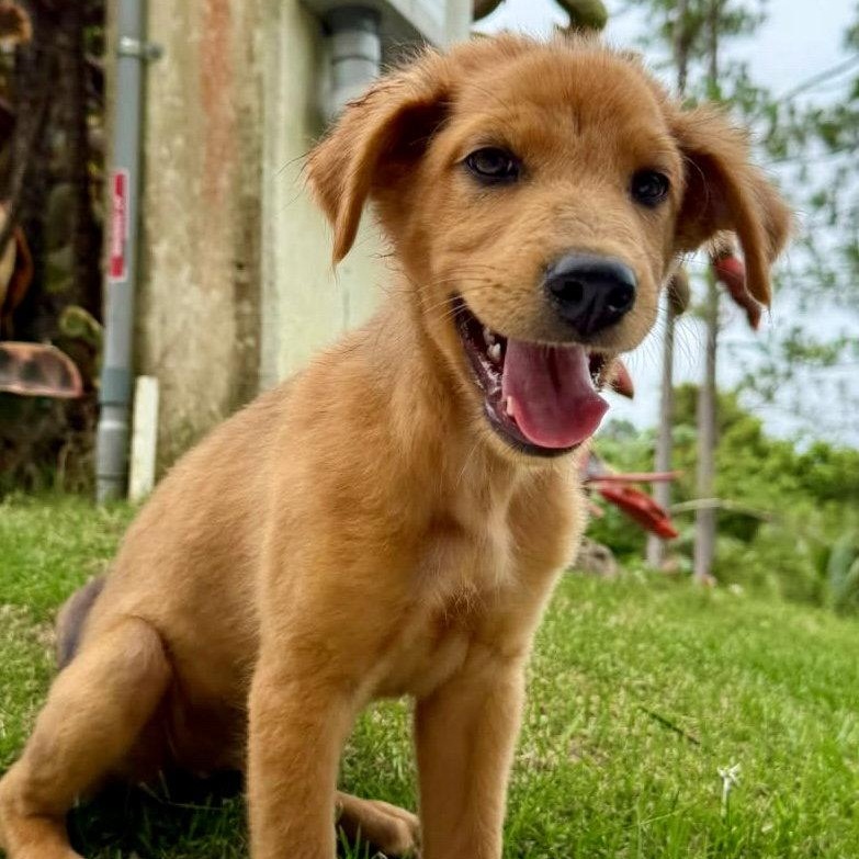 Maple, Adoptable, Puppy Female Australian Shepherd.