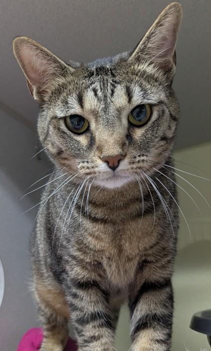 Enlarge Bertram, a Adoptable mixed breed in Divide, CO image 1/1