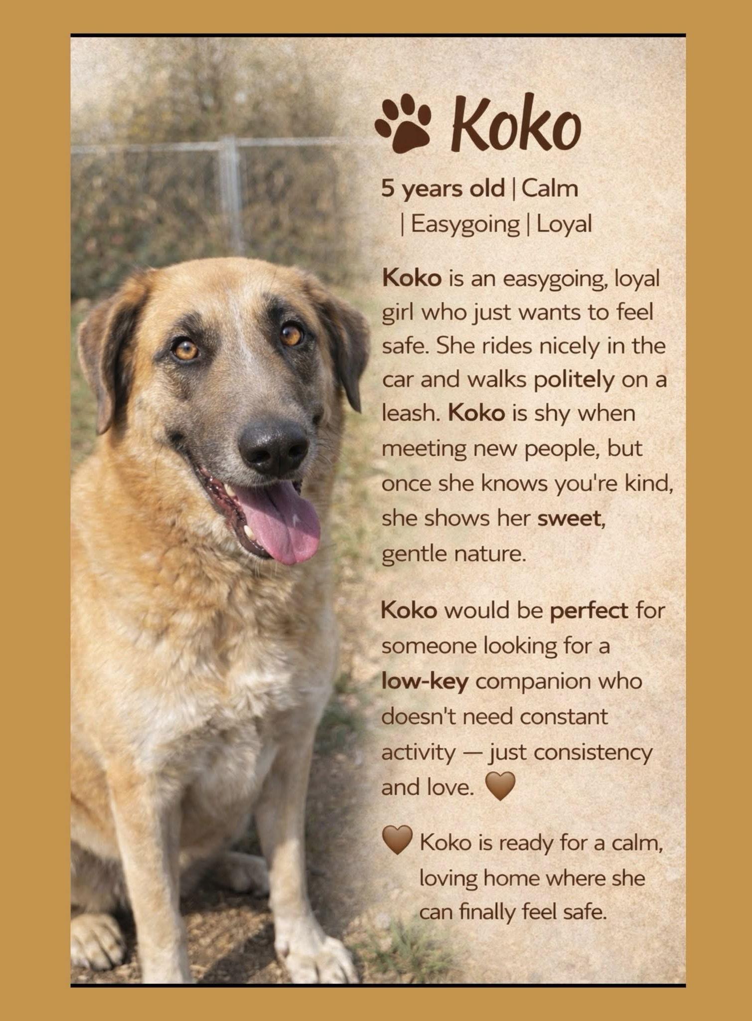 KoKo, Adoptable, Adult Female Great Pyrenees & Hound.