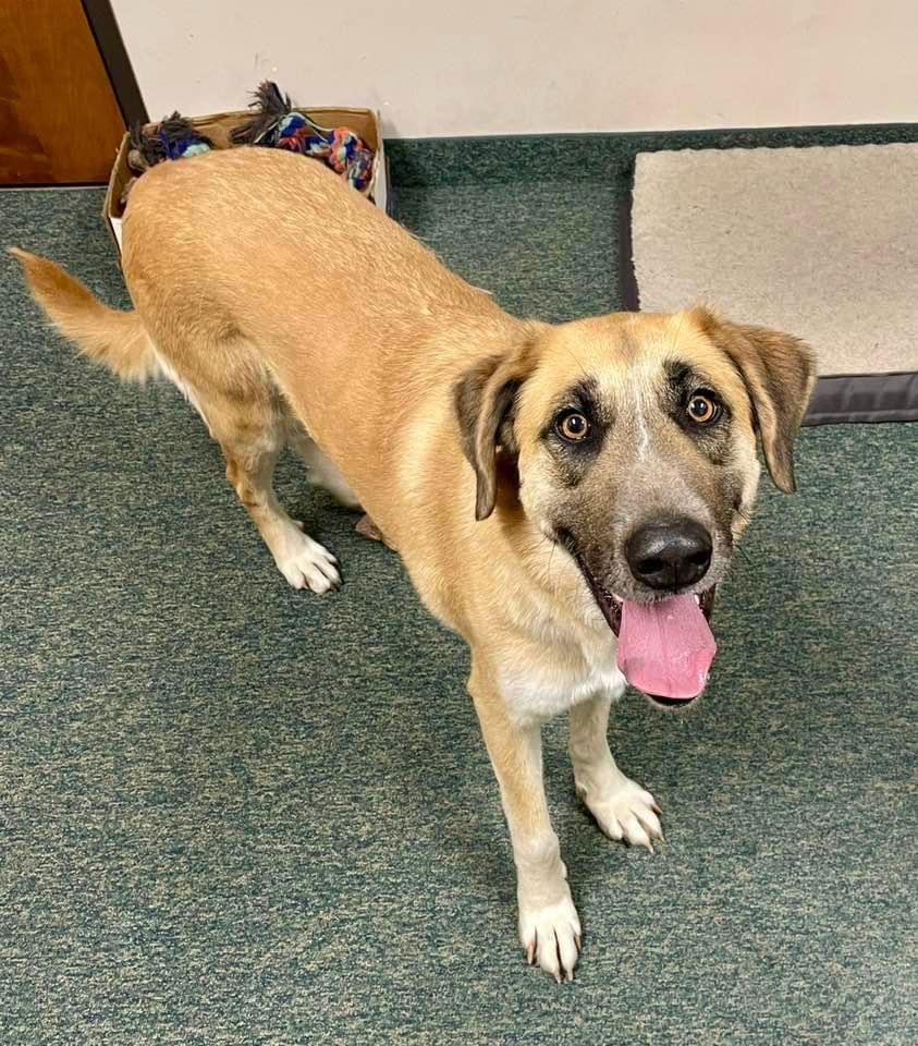 KoKo, a Adoptable mixed breed in Thomasville, NC image 1/3