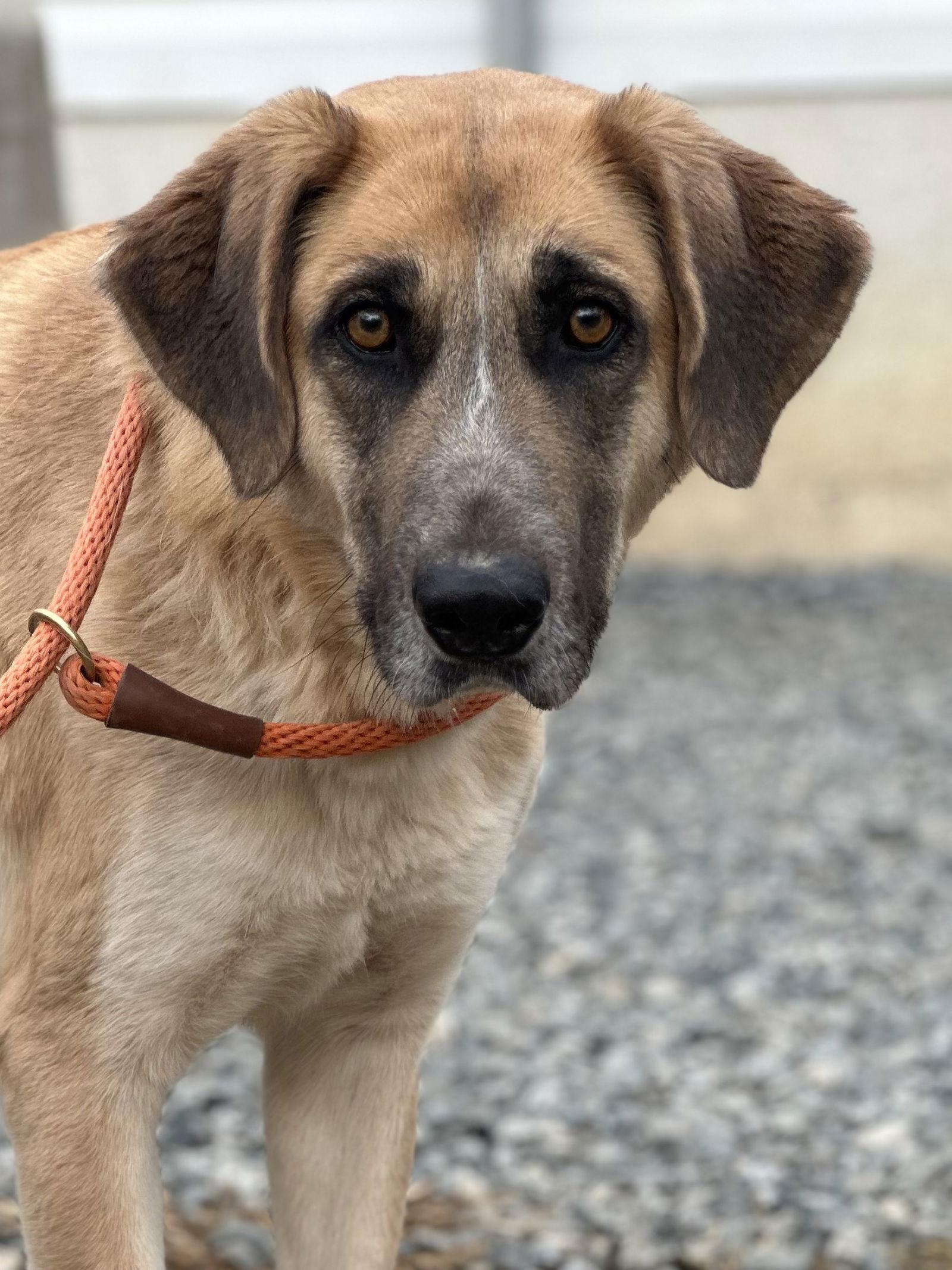 KoKo, a Adoptable mixed breed in Thomasville, NC image 2/3