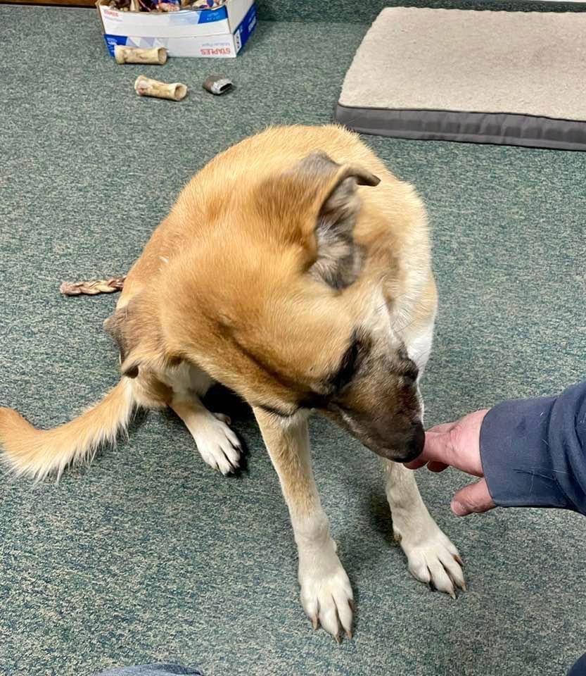 KoKo, a Adoptable mixed breed in Thomasville, NC image 3/3