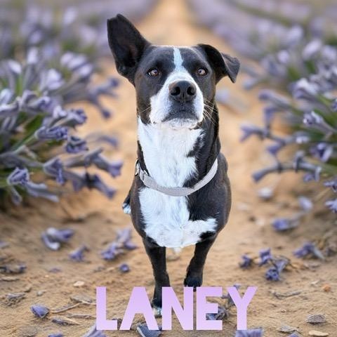 LANEY, Adoptable, Adult Female Labrador Retriever.