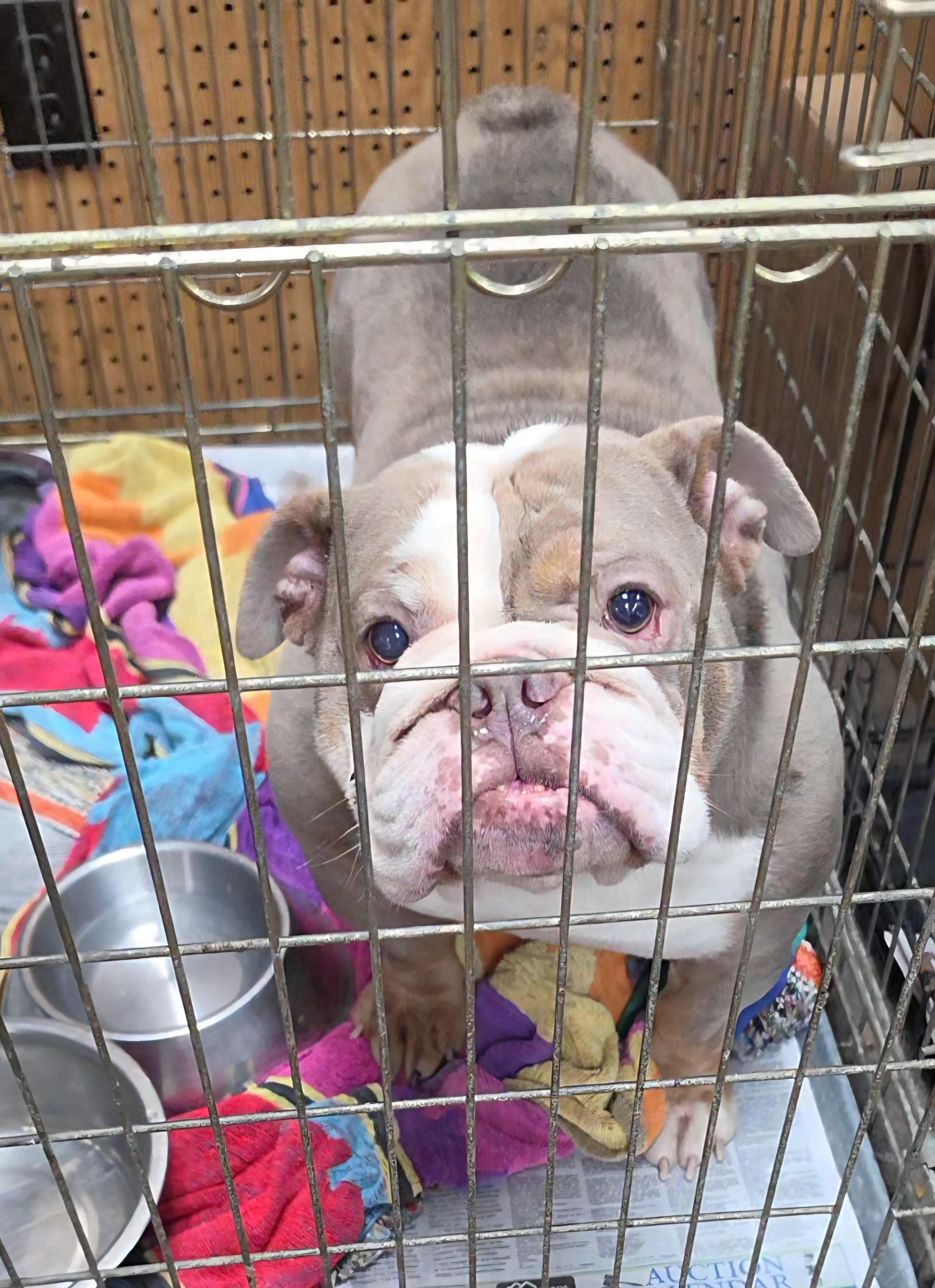 Enlarge Sinead, a Adoptable English Bulldog in LaGrange, IN image 1/5