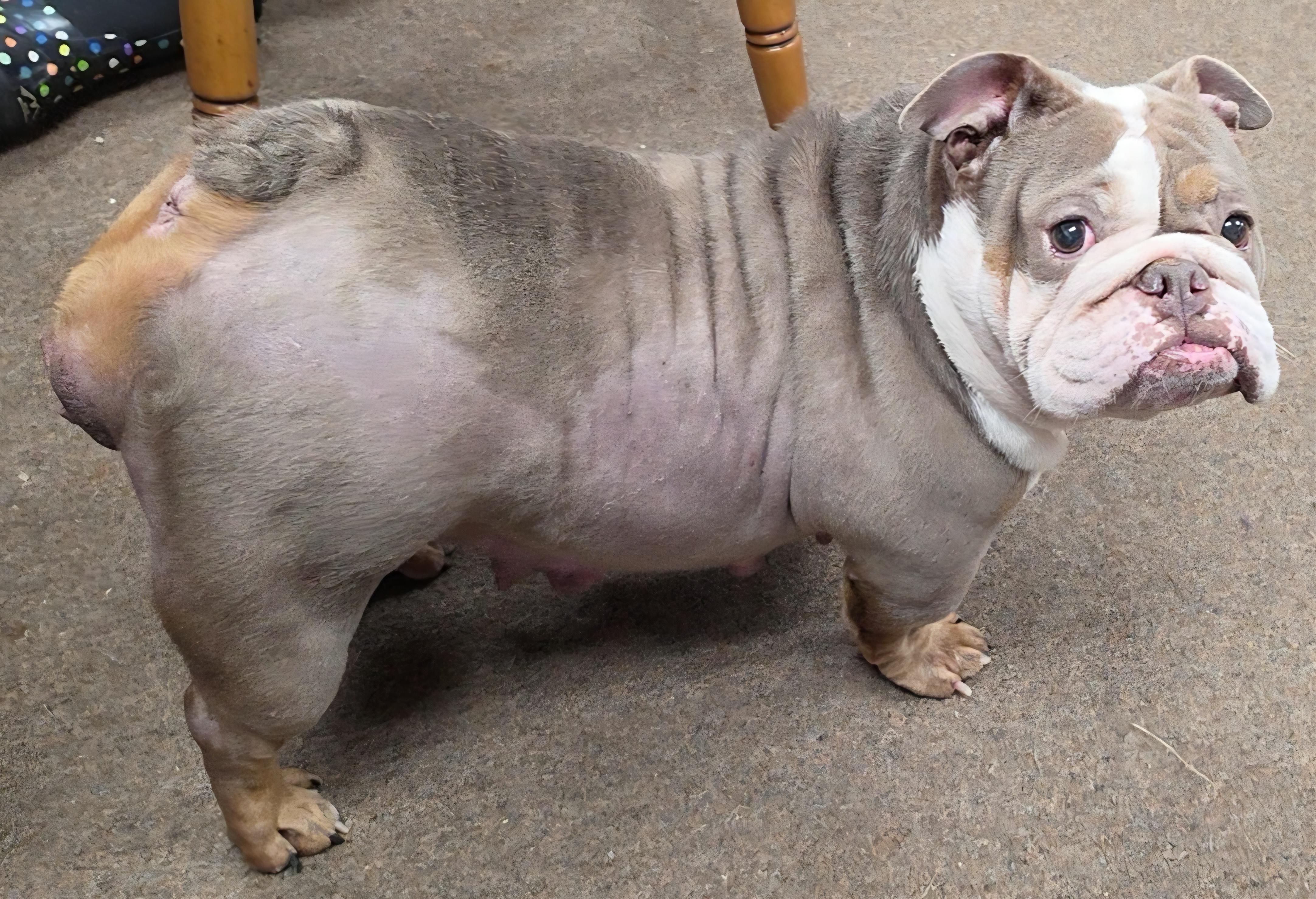 Enlarge Sinead, a Adoptable English Bulldog in LaGrange, IN image 3/5