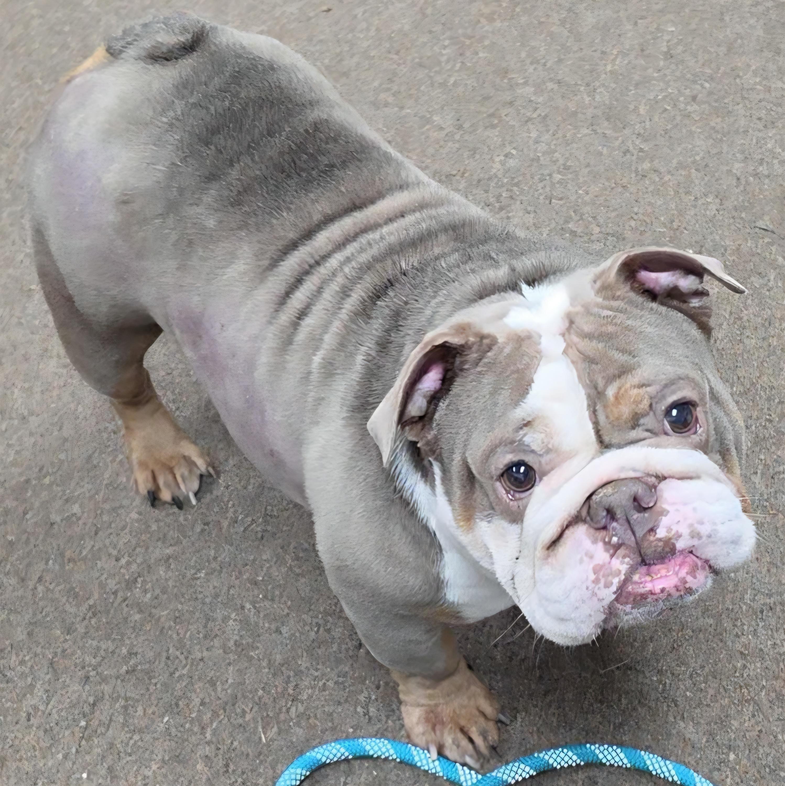 Enlarge Sinead, a Adoptable English Bulldog in LaGrange, IN image 2/5