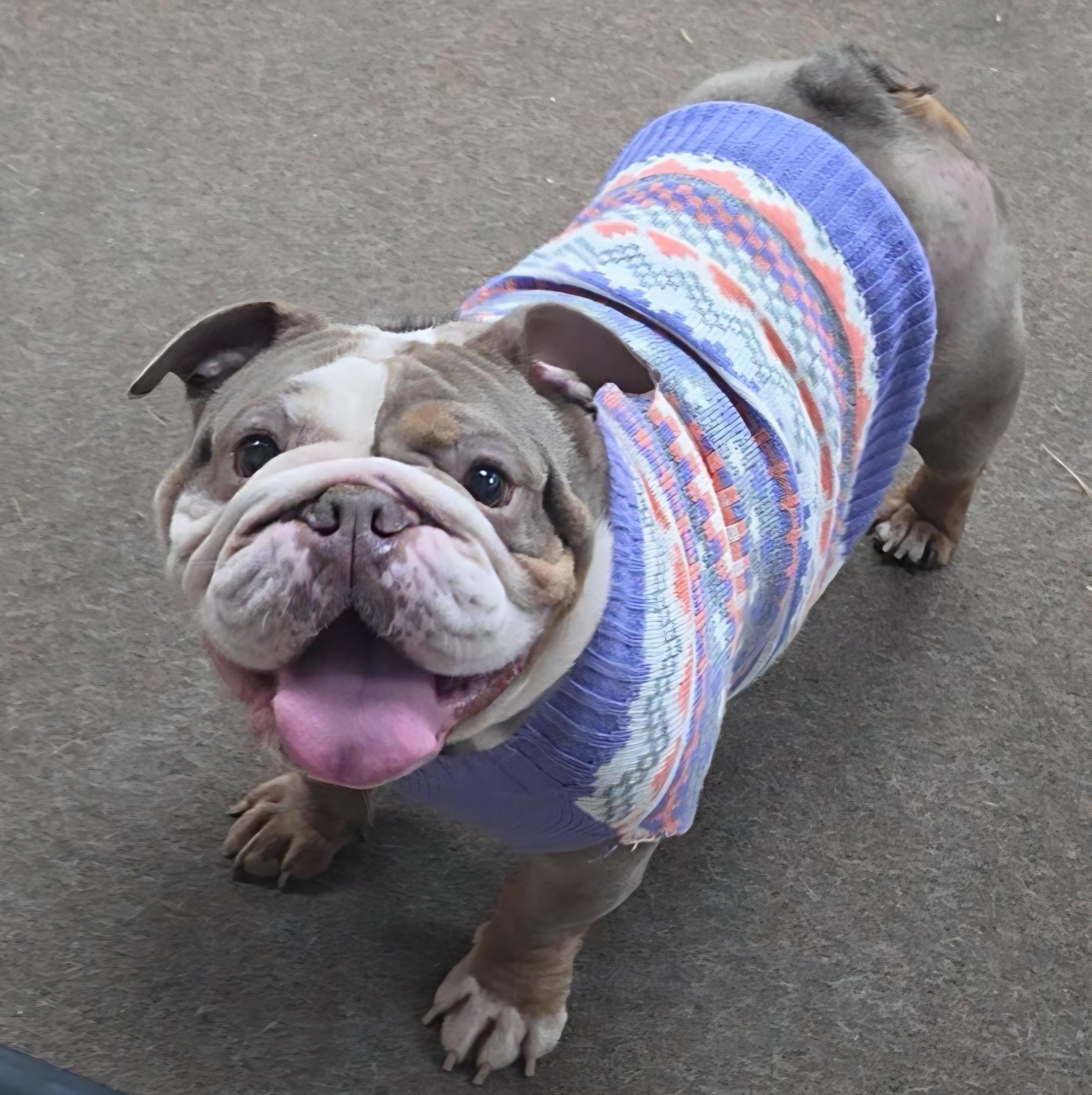 Sinead, Adoptable, Adult Female English Bulldog.