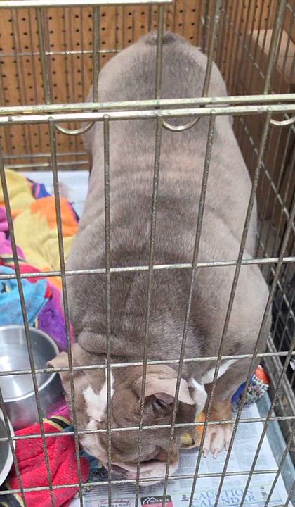 Enlarge Sinead, a Adoptable English Bulldog in LaGrange, IN video 5/5