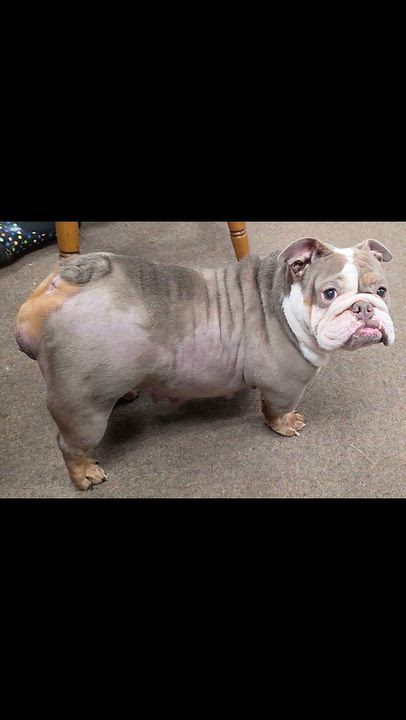 Enlarge Sinead, a Adoptable English Bulldog in LaGrange, IN video 4/5