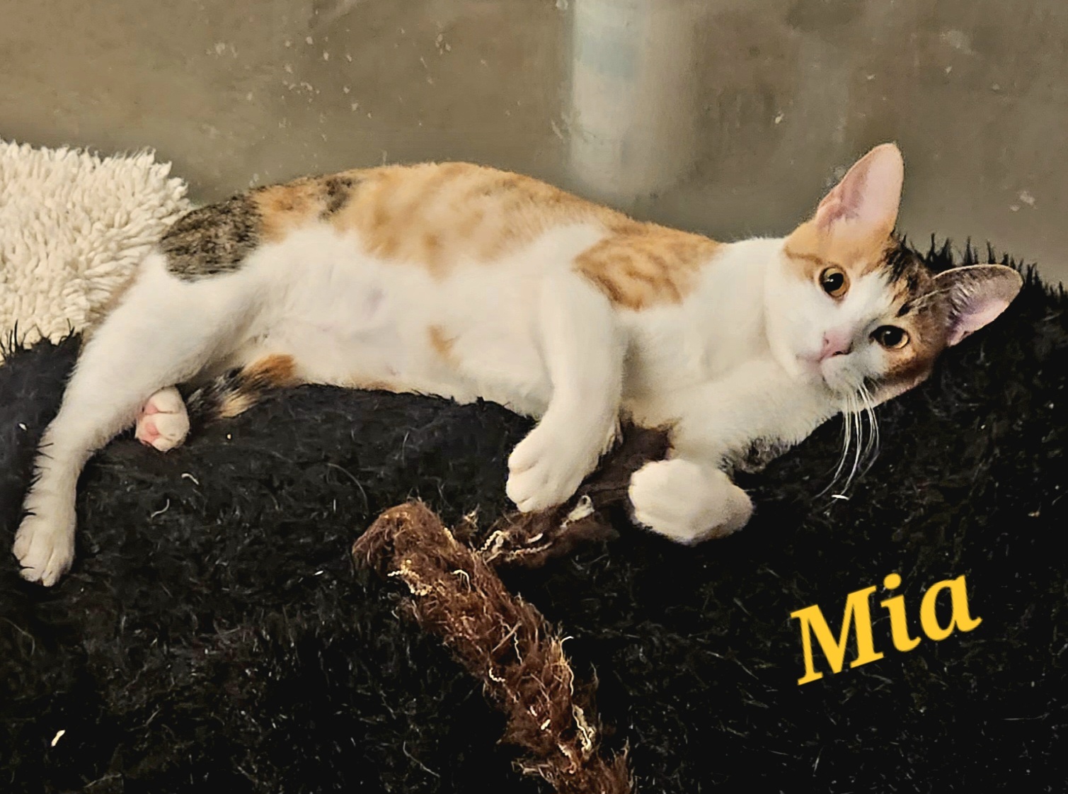 Enlarge Mia, a Adoptable mixed breed in Monrovia, CA image 4/5