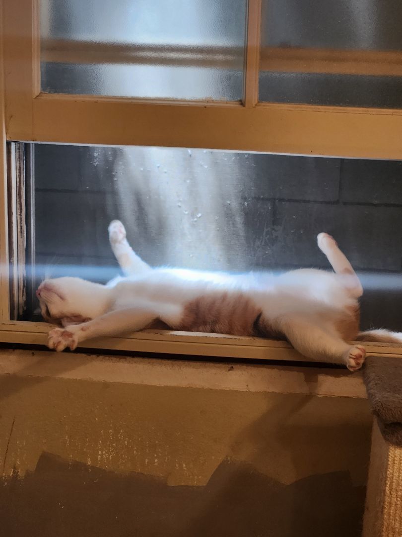 Enlarge Mia, a Adoptable mixed breed in Monrovia, CA image 5/5