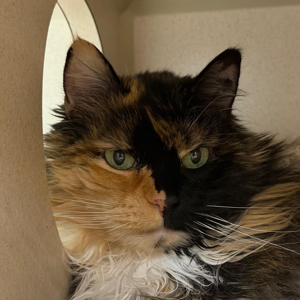 Patches, Adoptable, Senior Female Domestic Long Hair.