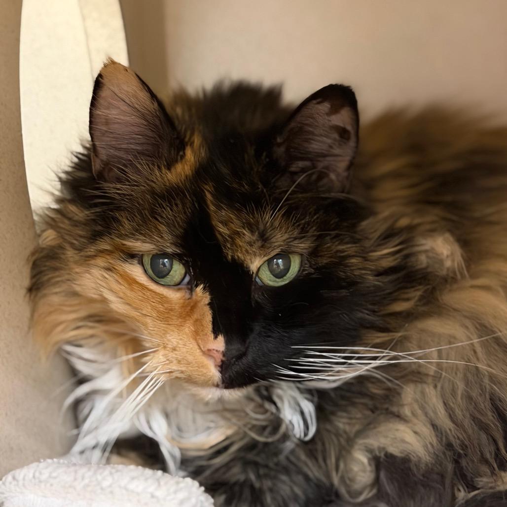 Enlarge Patches, a Adoptable Domestic Long Hair in Durango, CO image 2/2