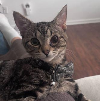 Enlarge Dook, an adopted Domestic Short Hair in SNOW HILL, NC image 1/1