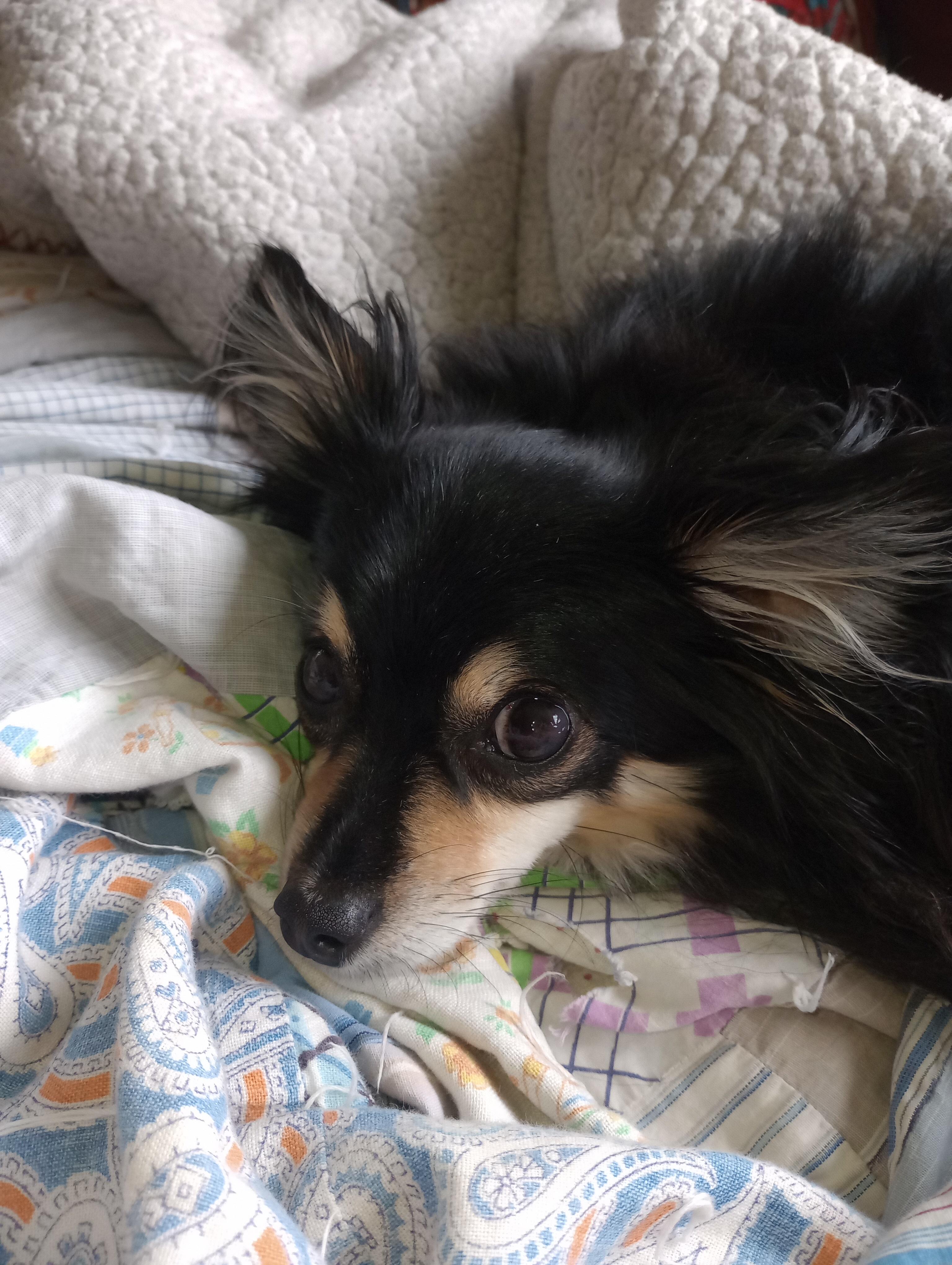 Enlarge Salsa, an adopted Chihuahua in Cincinnati, OH image 3/3