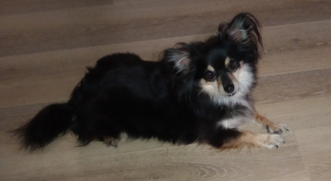Enlarge Salsa, an adopted Chihuahua in Cincinnati, OH image 1/3