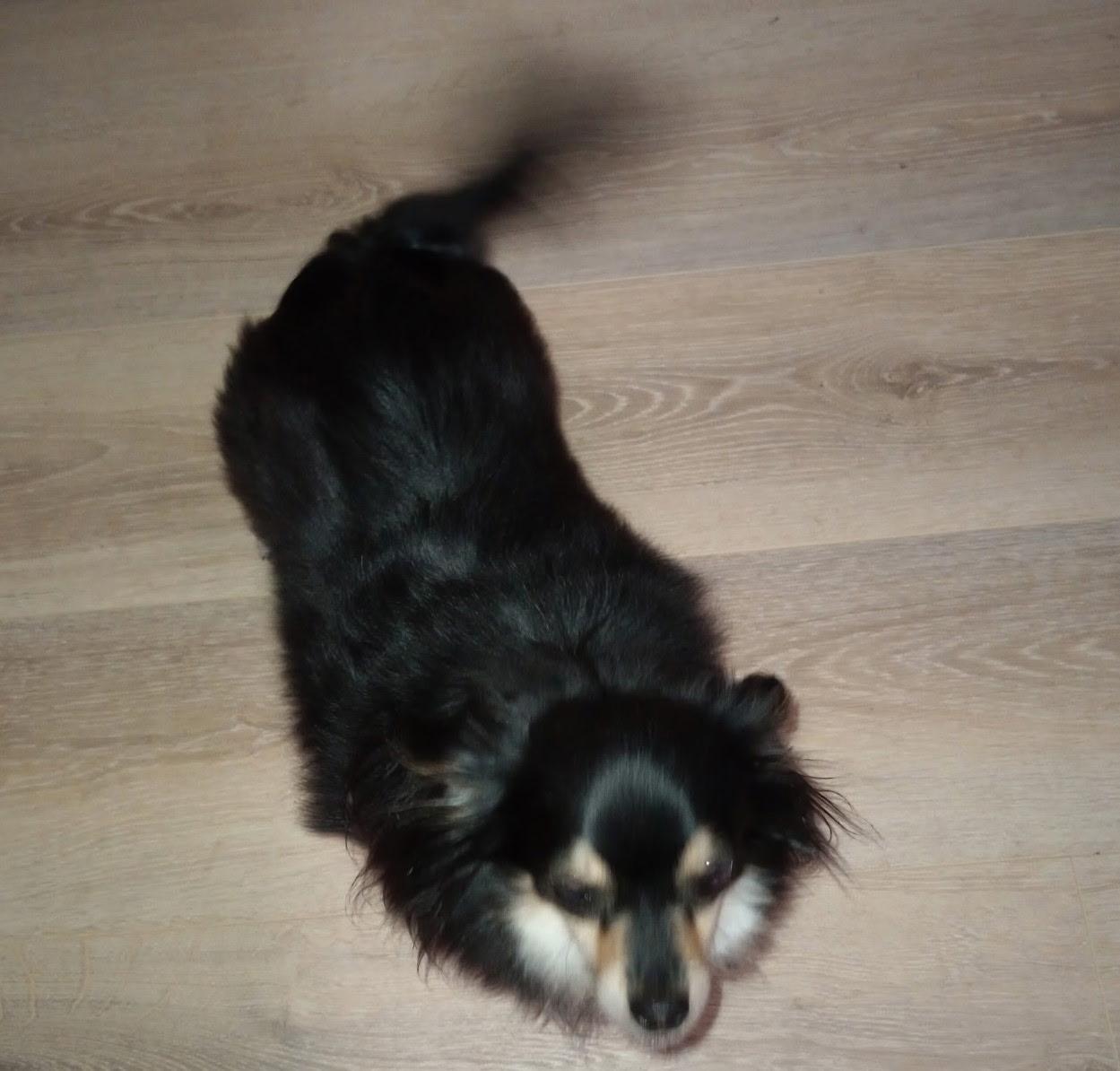 Enlarge Salsa, an adopted Chihuahua in Cincinnati, OH image 2/3