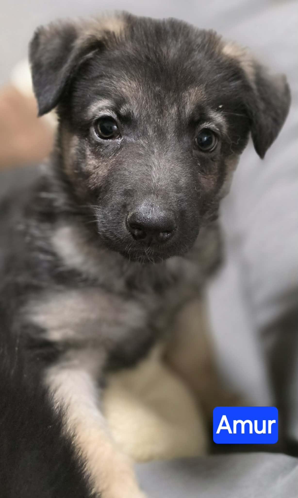 Enlarge Amur (PUPPY), an adopted mixed breed in Greeneville, TN image 2/4