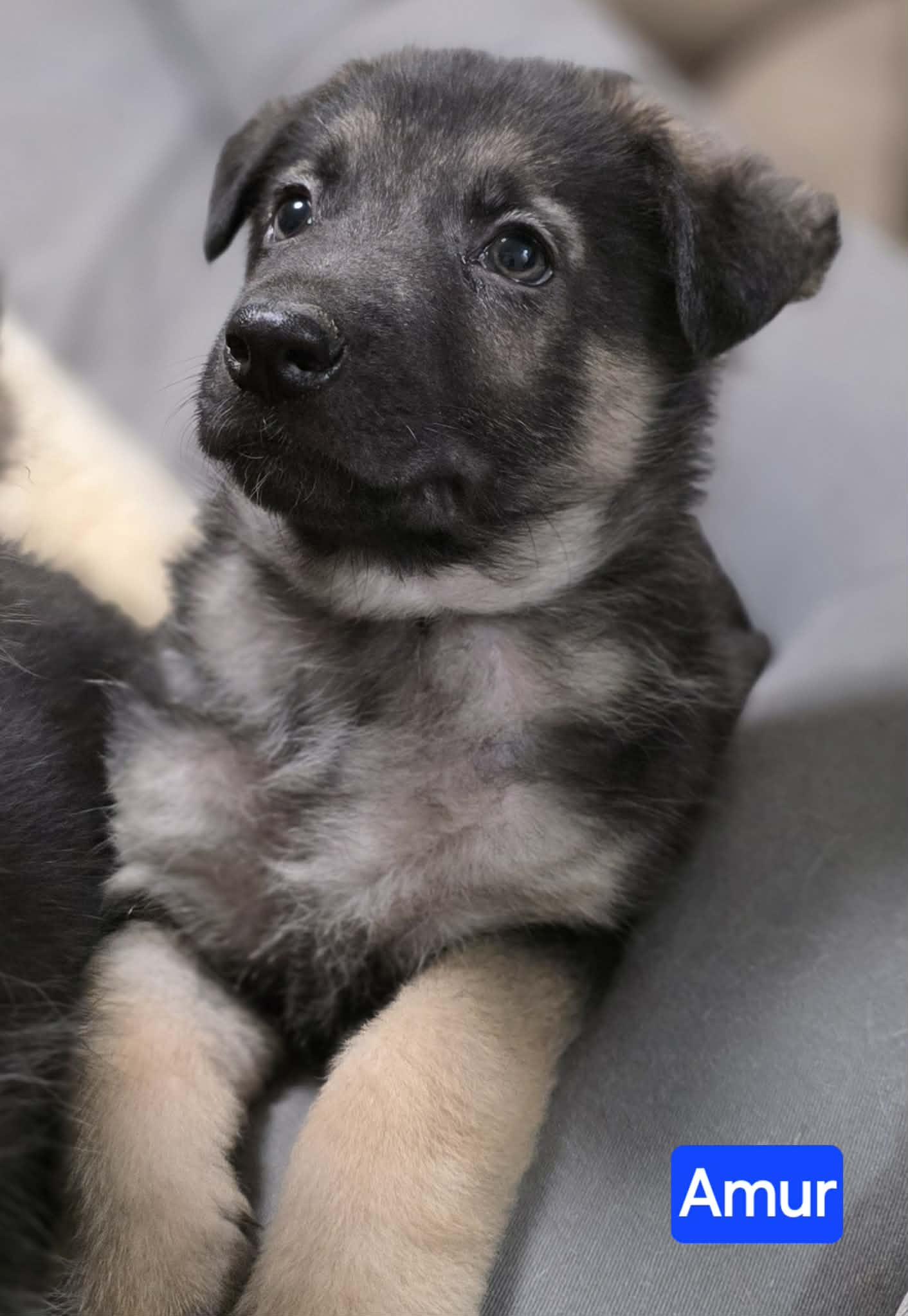 Enlarge Amur (PUPPY), an adopted mixed breed in Greeneville, TN image 3/4