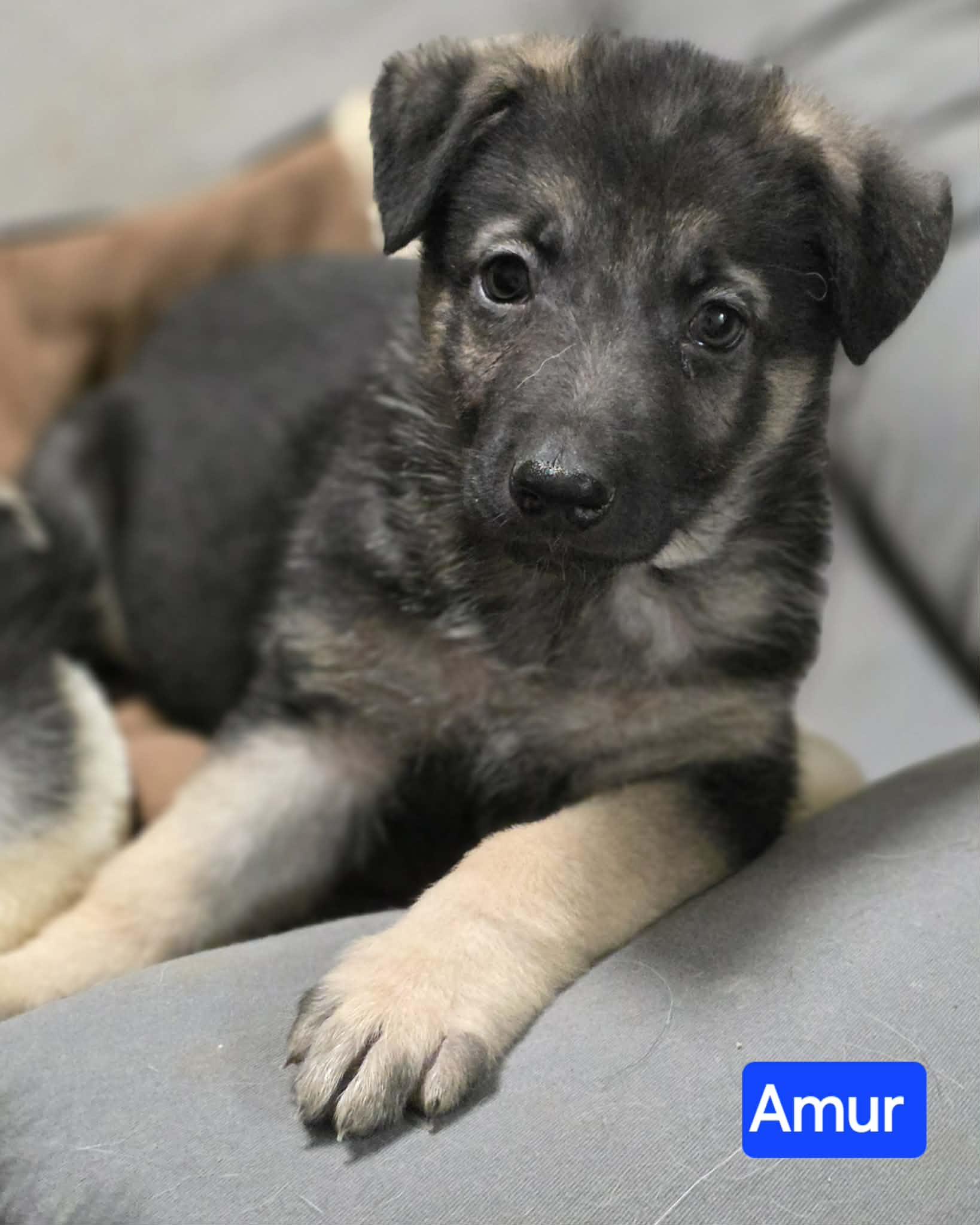 Amur (PUPPY), adopted, Puppy Male German Shepherd Dog.