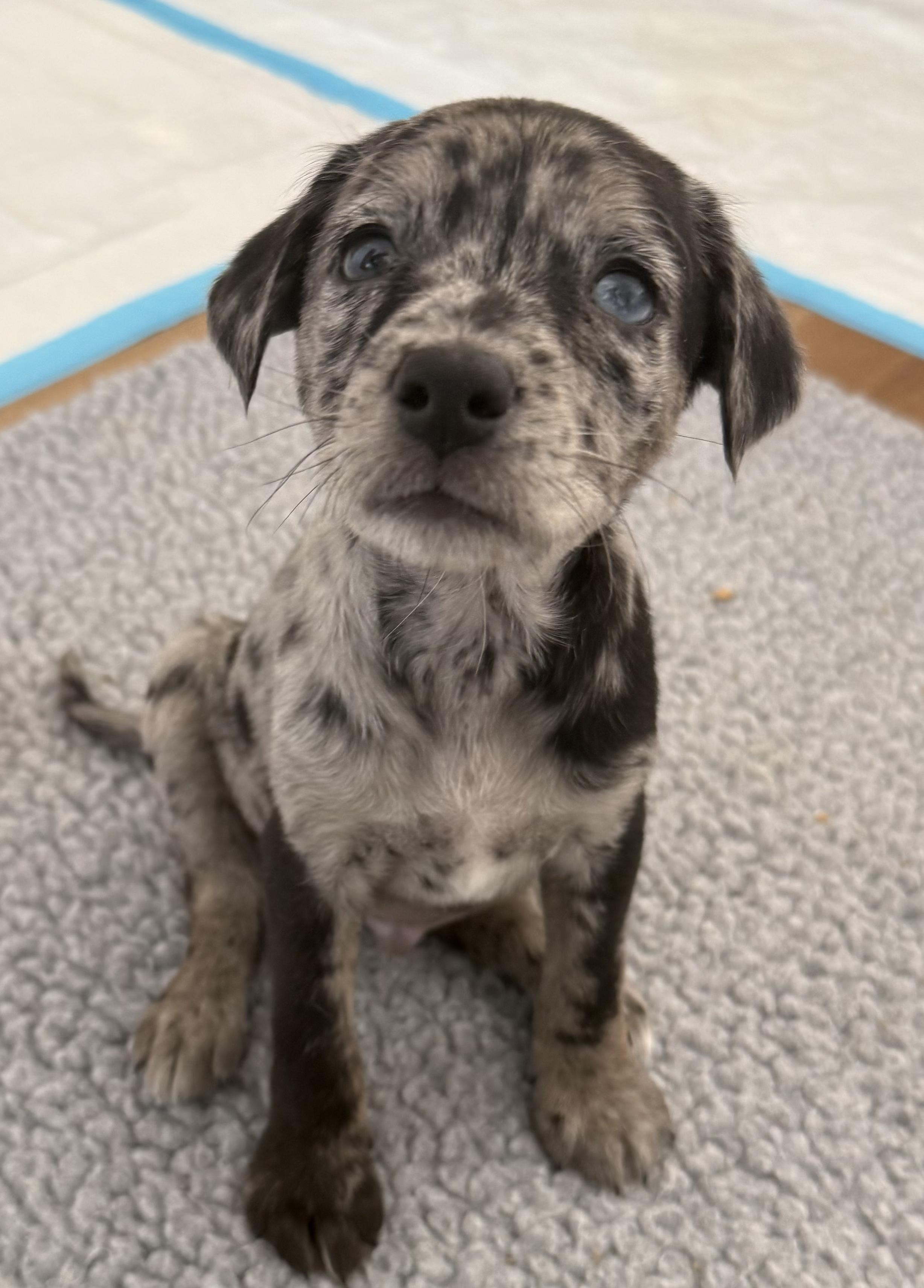Benny -ADOPTION PENDING!, adopted, Puppy Female Dachshund & Australian Shepherd.