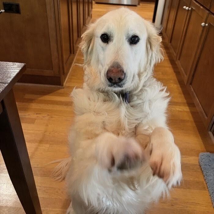 Coco Smith #7346, Adoptable, Adult Female Golden Retriever.