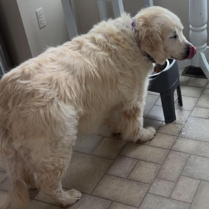 Enlarge Coco Smith #7346, a Adoptable Golden Retriever in Louisville, KY image 2/6