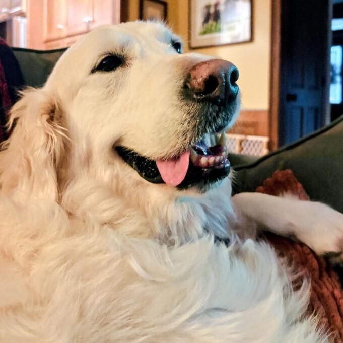 Enlarge Coco Smith #7346, a Adoptable Golden Retriever in Louisville, KY image 3/6
