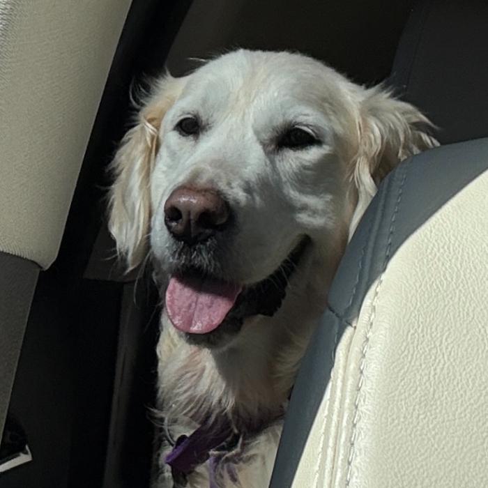 Enlarge Coco Smith #7346, a Adoptable Golden Retriever in Louisville, KY image 4/6