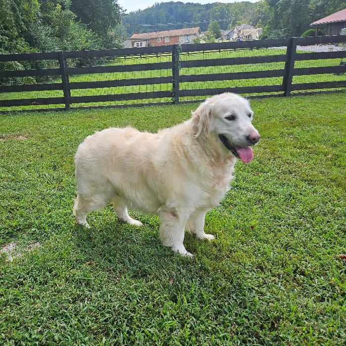 Enlarge Coco Smith #7346, a Adoptable Golden Retriever in Louisville, KY image 5/6